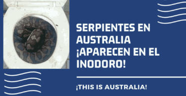 Serpientes en Australia - Aparecen en el inodoro